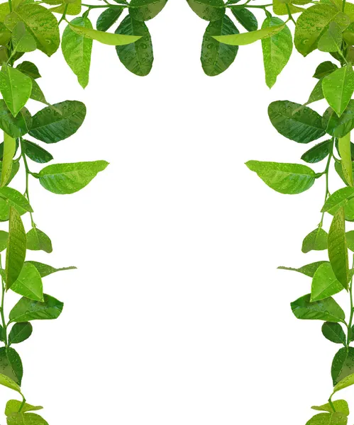 Cornice foglie verdi - immagini simili avai — Foto Stock