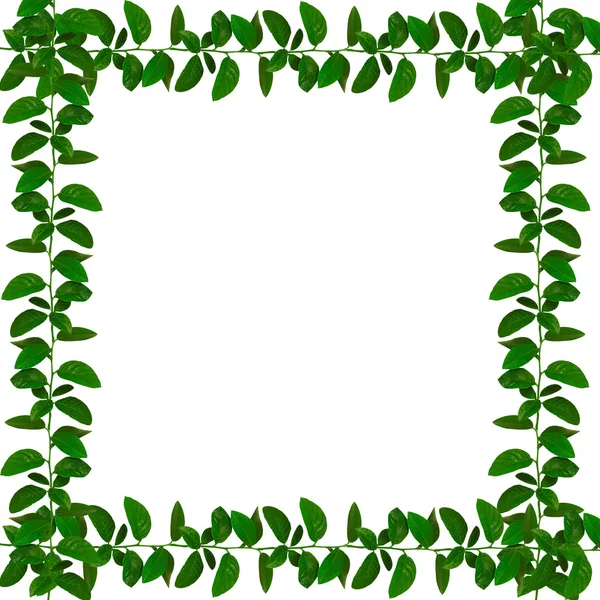 Wonderful natural green ribbon frame - s — Stock Photo, Image