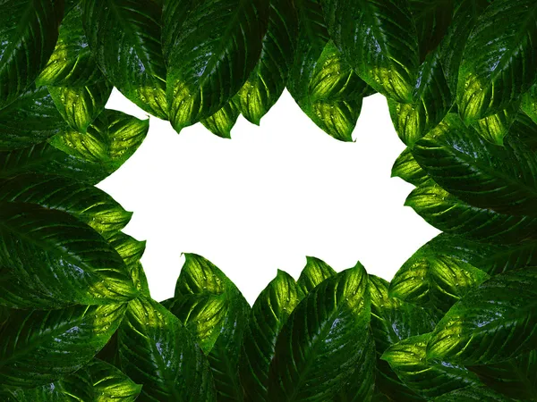 Green frame — Stock Image Green frame Royalty Free Stock Photos