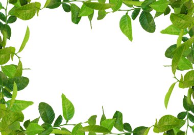 Green leaves frame clipart