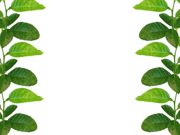 Green lemon leaves frame — Stock Photo, Image