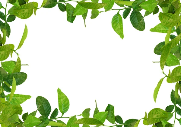 Cornice foglie verdi — Foto Stock
