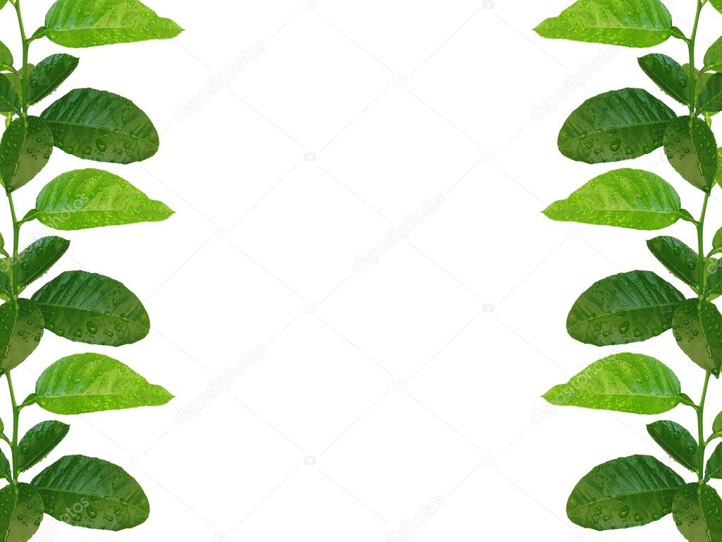 Green lemon leaves frame