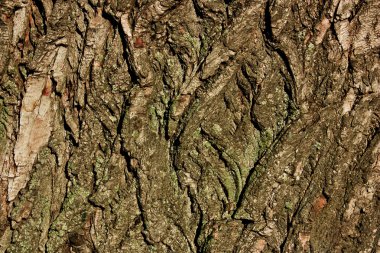 Natural bark background clipart