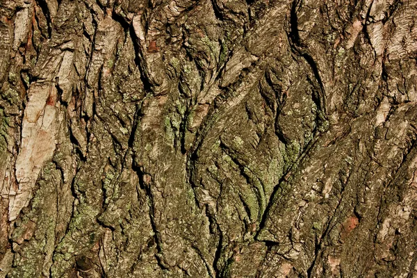자연 나무 껍질 배경 — 스톡 사진