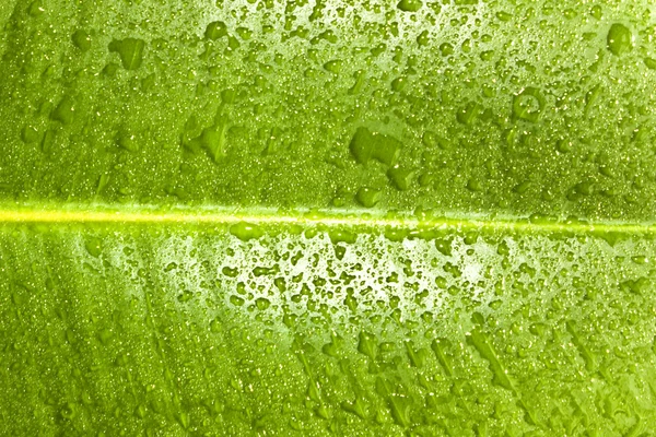 Green leaf texture with water drops — Stock Photo, Image