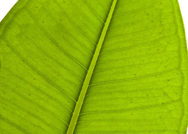 Textura de folha verde no fundo branco — Fotografia de Stock