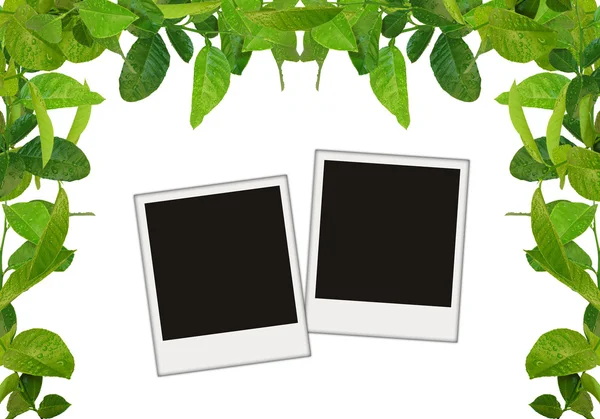 Marco de hojas verdes con fotos en blanco — Foto de Stock