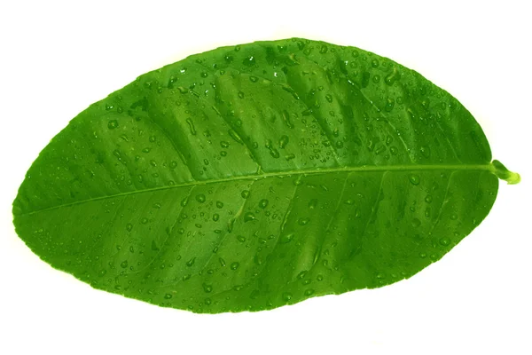 Green lemon leaf — Stock Photo, Image