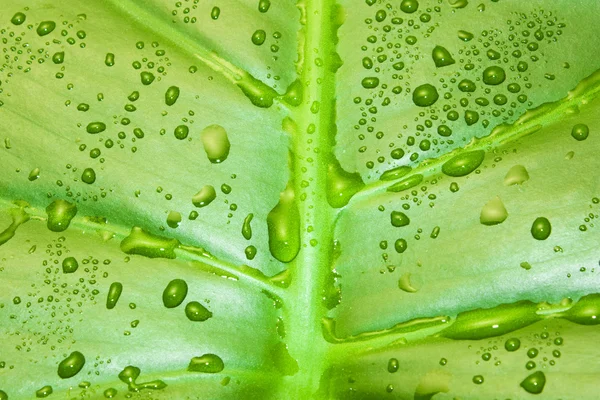 Zöld levél vízcseppekkel — Stock Fotó