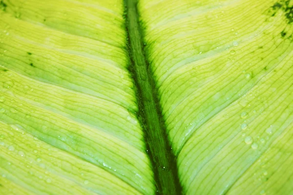 Green leaf texture with water drops — Stock Photo, Image