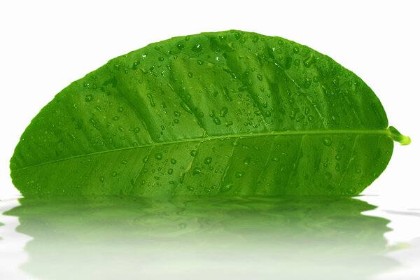 Зеленый лимонный лист с капельками воды
