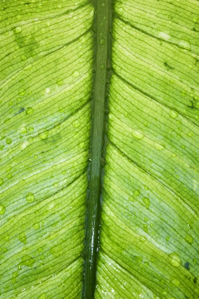 Folha verde com gotas de água textura — Fotografia de Stock