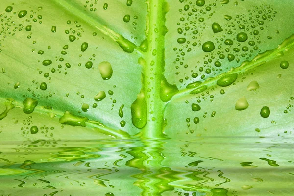 Green leaf with water drops on the water — Stock Photo, Image