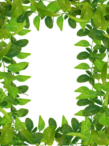 Marco de hojas verdes frescas — Foto de Stock