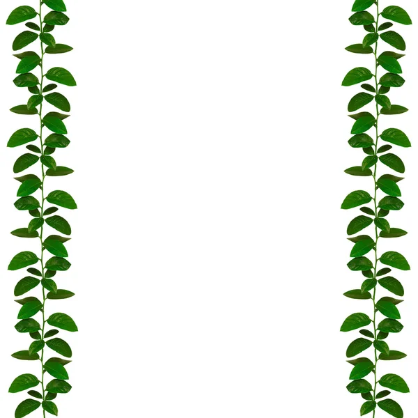 Wonderful natural green ribbon — Stock Photo, Image
