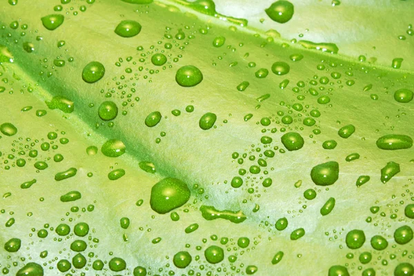 Zelený list s vodou kapky textury — Stock fotografie