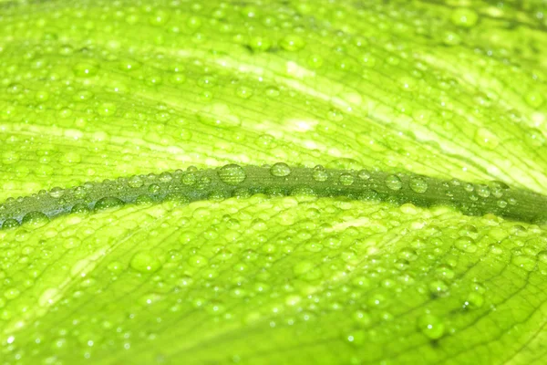 Close-up photo of a green leaf — Stock Photo, Image