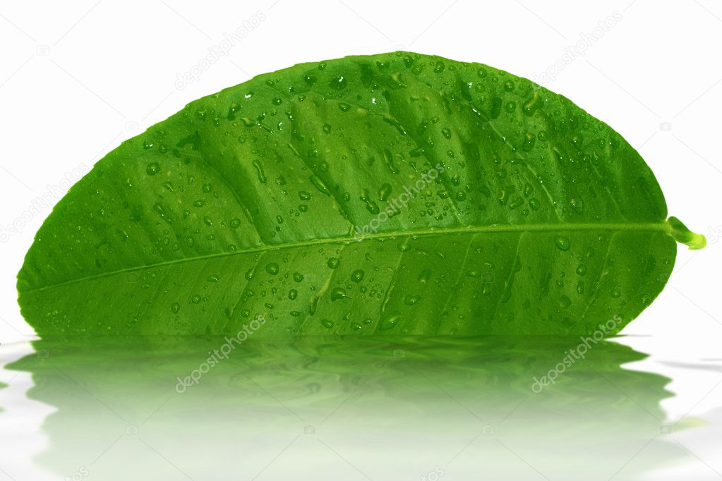 Green lemon leaf with water drops