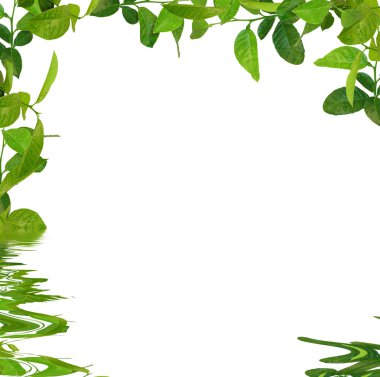 Green leaves frame clipart