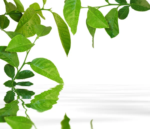 Зеленые листья на воде — стоковое фото