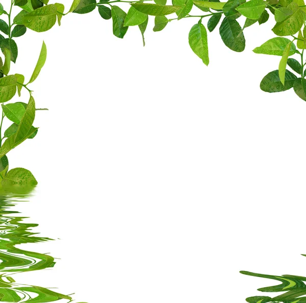 Marco de hojas verdes — Foto de Stock