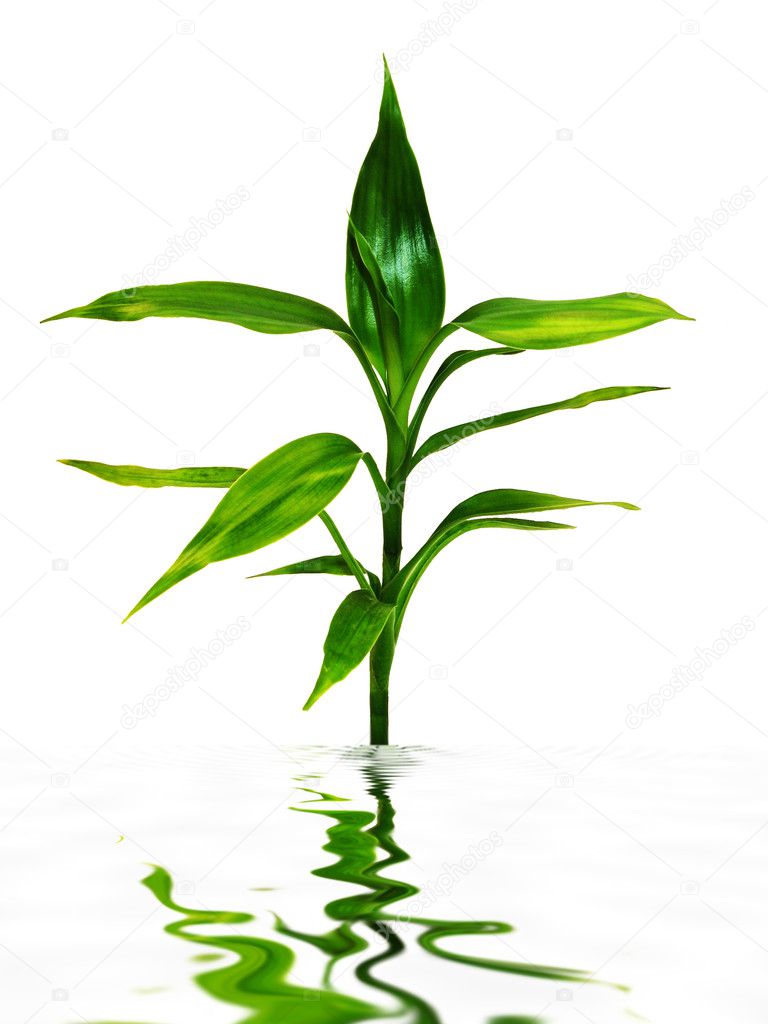 Young bamboo tree isolated on the water