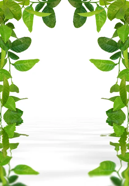Grüne Blätter umrahmen das Wasser — Stockfoto