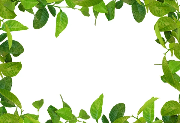 Marco de hojas verdes —  Fotos de Stock