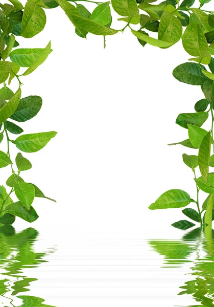 Зеленые листья рамка на воде — стоковое фото