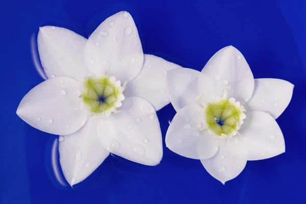 White flowers on the blue water — Stock Photo, Image