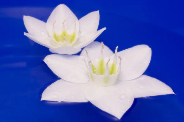 White flowers on the blue water — Stock Photo, Image