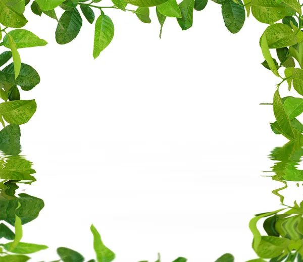 Green leaves frame on the water — Stock Photo, Image