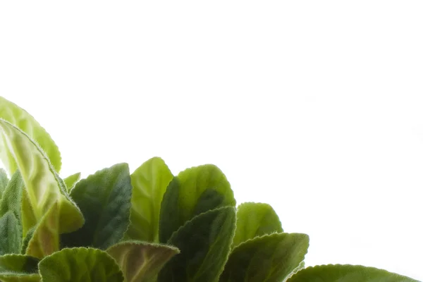 Φόντο πράσινο βιολετί φύλλα — Φωτογραφία Αρχείου