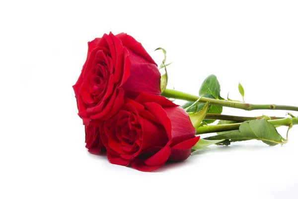 Tre deliziose rose — Foto Stock
