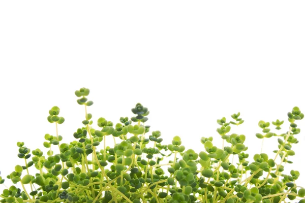 Kouzelná zelená tráva — Stock fotografie