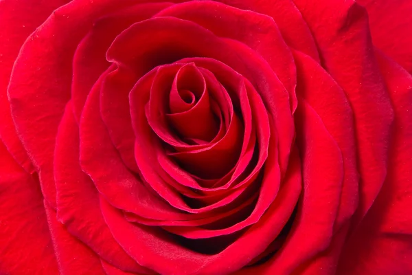 Rose background — Stock Photo, Image