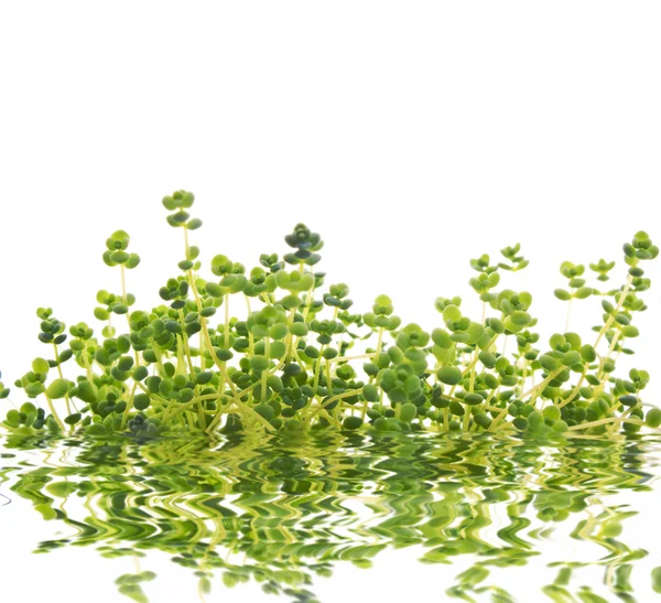 Kouzelná zelená tráva — Stock fotografie