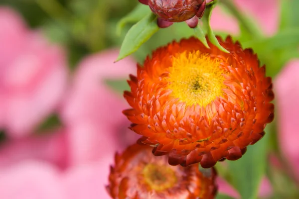 stock image Flowers in a garden