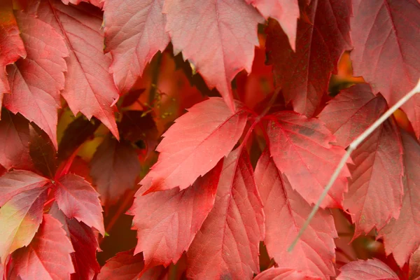 stock image Red autumn leaves