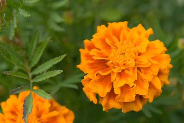 stock image Flowers in a garden