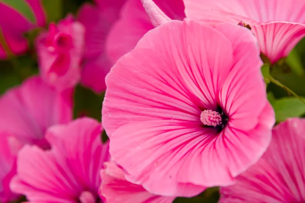 stock image Flowers in a garden