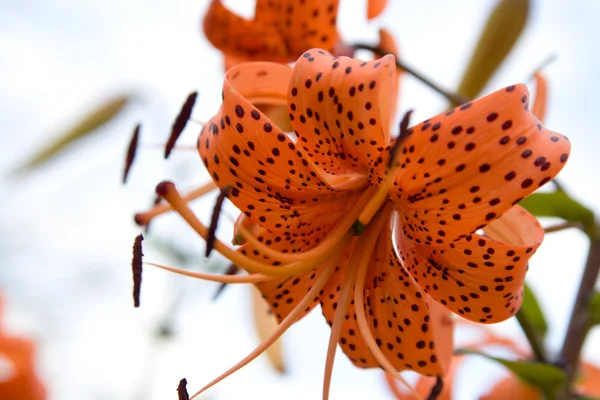 stock image Lily in a garden