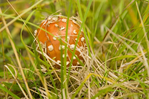 De paddenstoel — Stockfoto