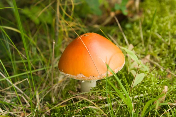 O cogumelo — Fotografia de Stock