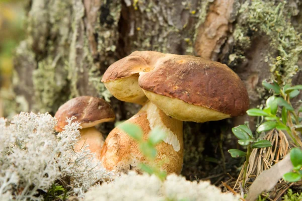 Cogumelos em uma madeira — Fotografia de Stock