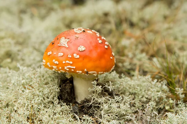 Cogumelos em uma madeira — Fotografia de Stock