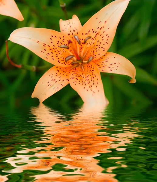 Lily di taman — Stok Foto