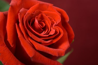 Bud of a scarlet rose close up clipart