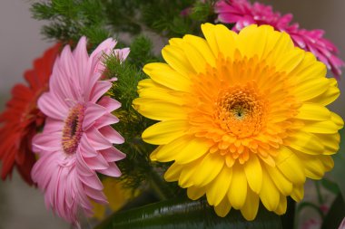 Düğün gerbera buketi